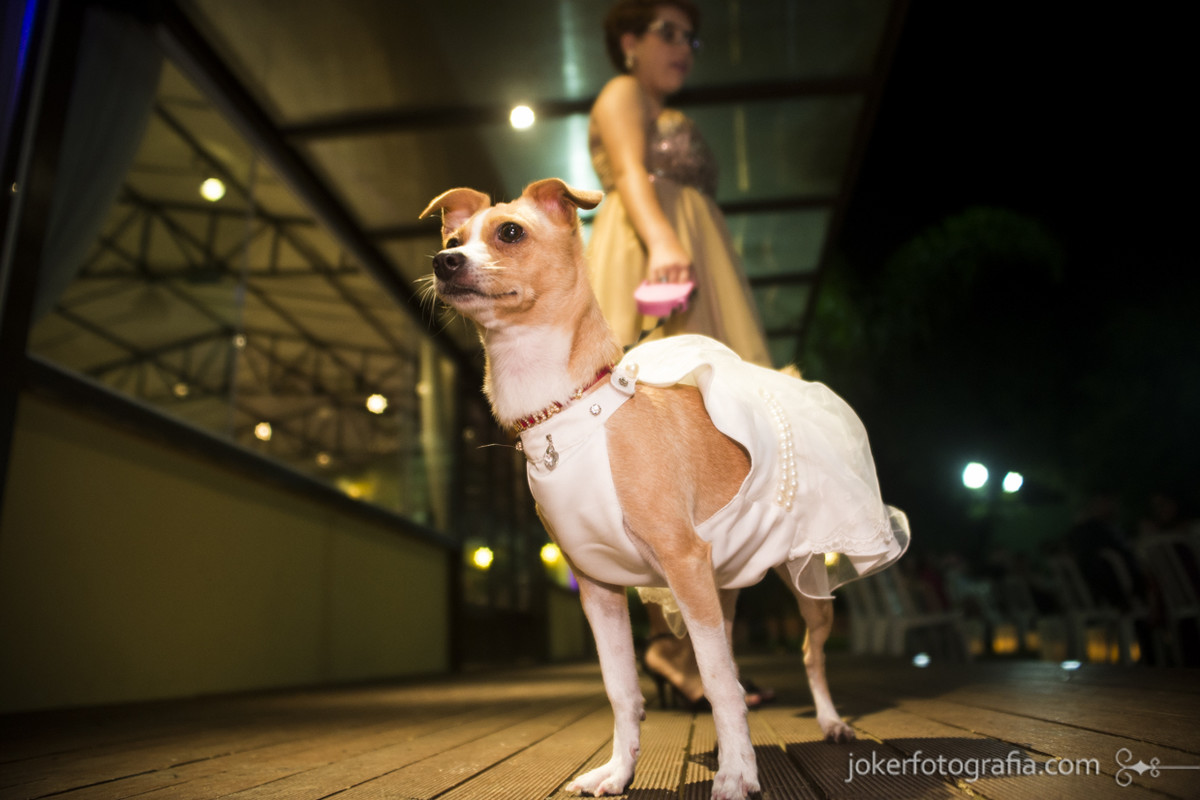 cachorra de daminha