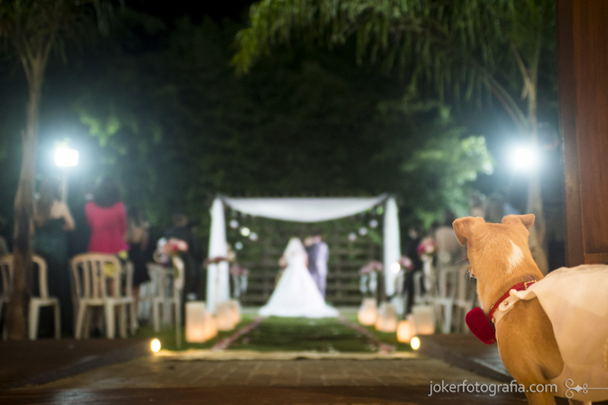 cachorrinha no casamento