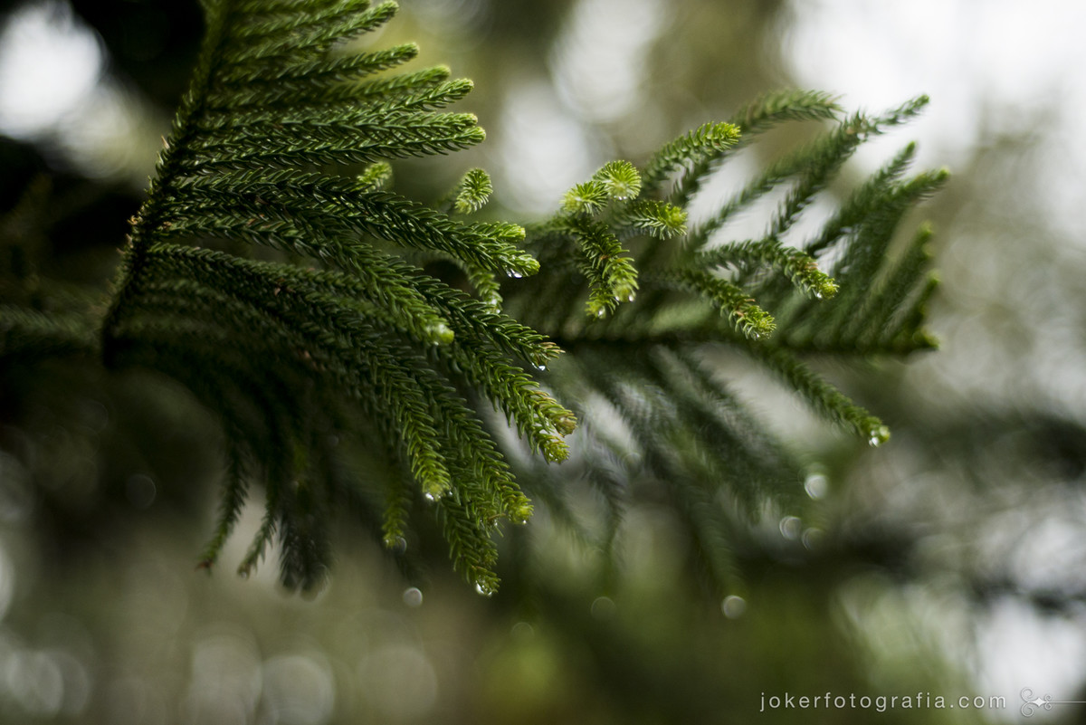 fotografar em dia de chuva
