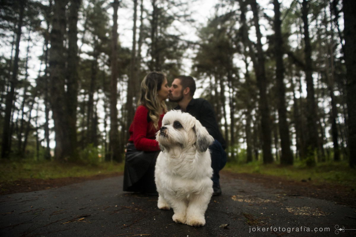 ensaio com cachorro lhasa no bosque de pinheiros fotógrafo curitiba
