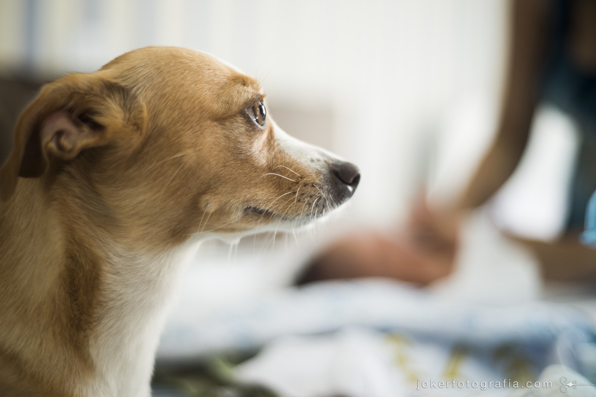 a cachorrinha da família tem que fazer parte do ensaio!
