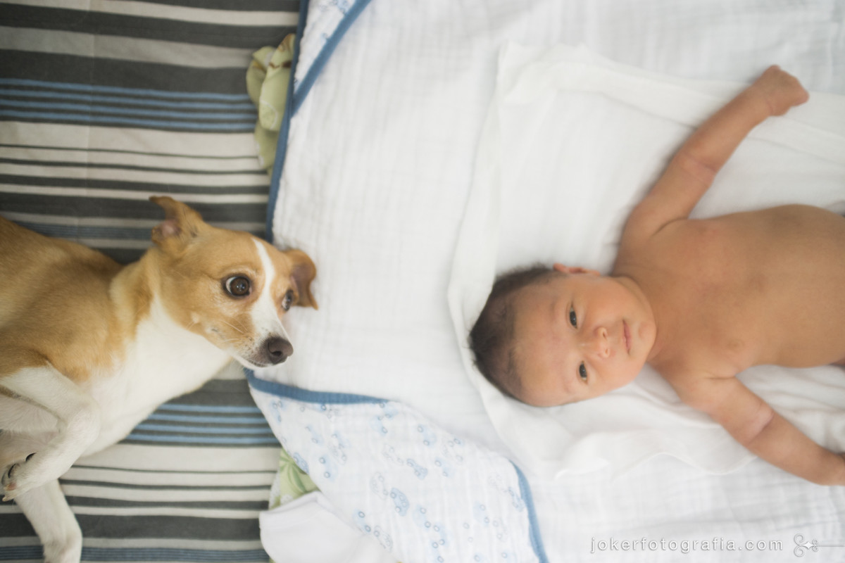ensaio de bebê com cachorro da tem fotos divertidas e retrata o dia a dia da família