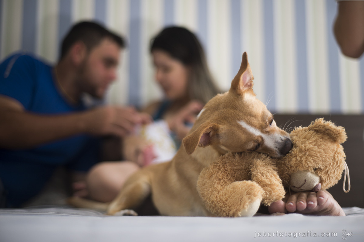 ensaio newborn com cachorro tem fotos divertidas da rotina dos pais e da família