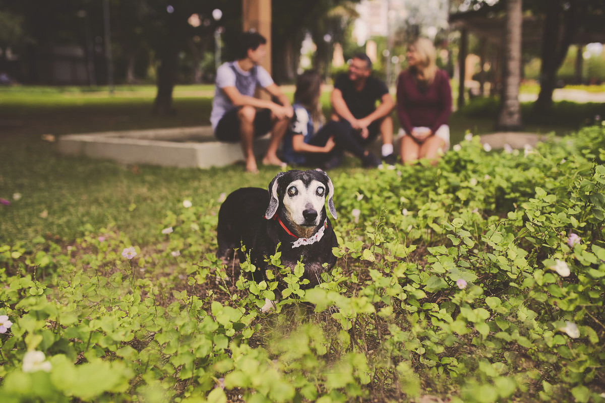fotografia pet, fotografia familia, fotografo de familia, rio de janeiro, familia rio de janeiro, familia com cachorro, fotografa pe