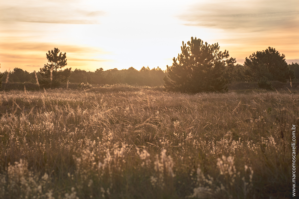 Detalhe da paisagem do las acacias onde foi realizado o ensaio pré casamento. Pré wedding Foto do final da tarde de outono por Marco Moscarelli Fotografo