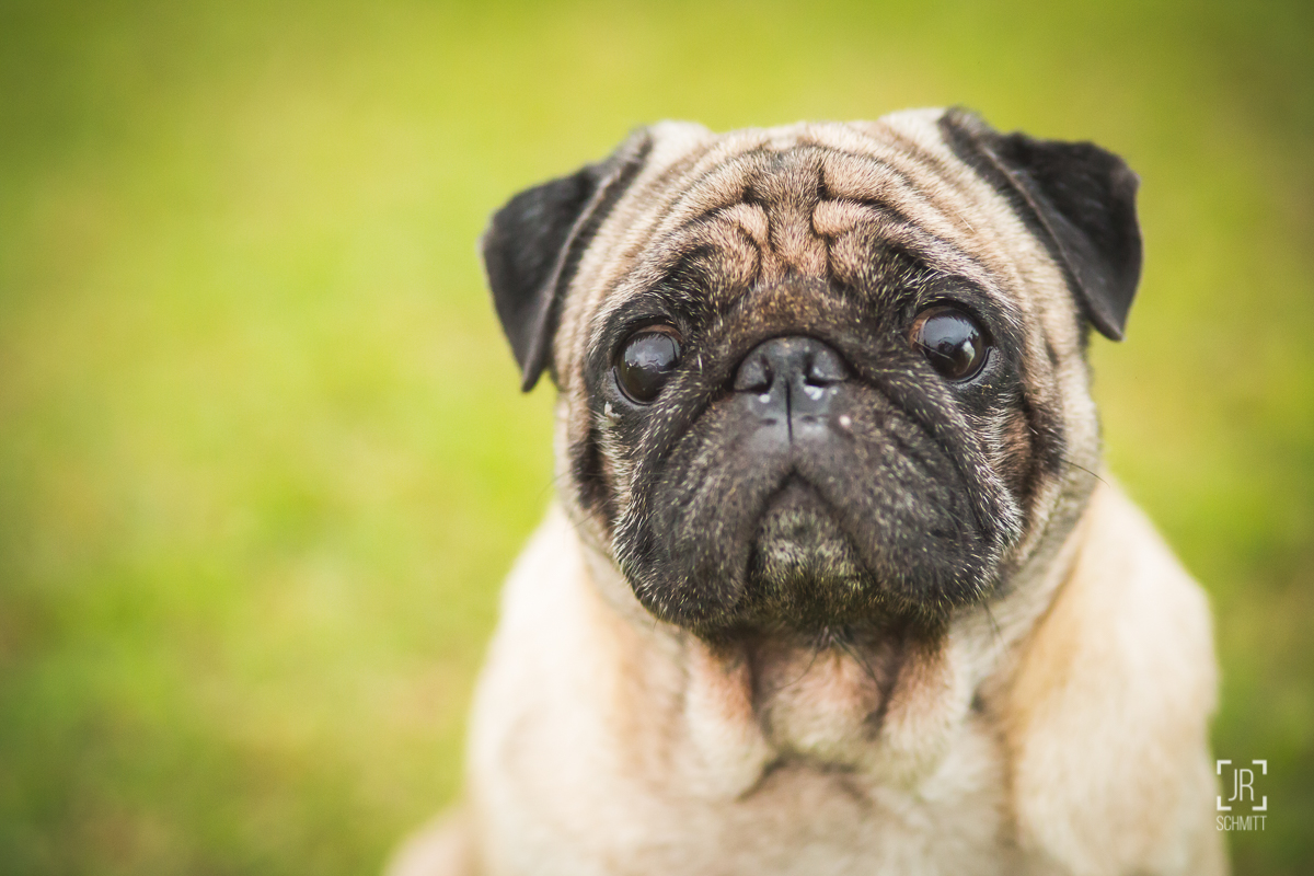 pug