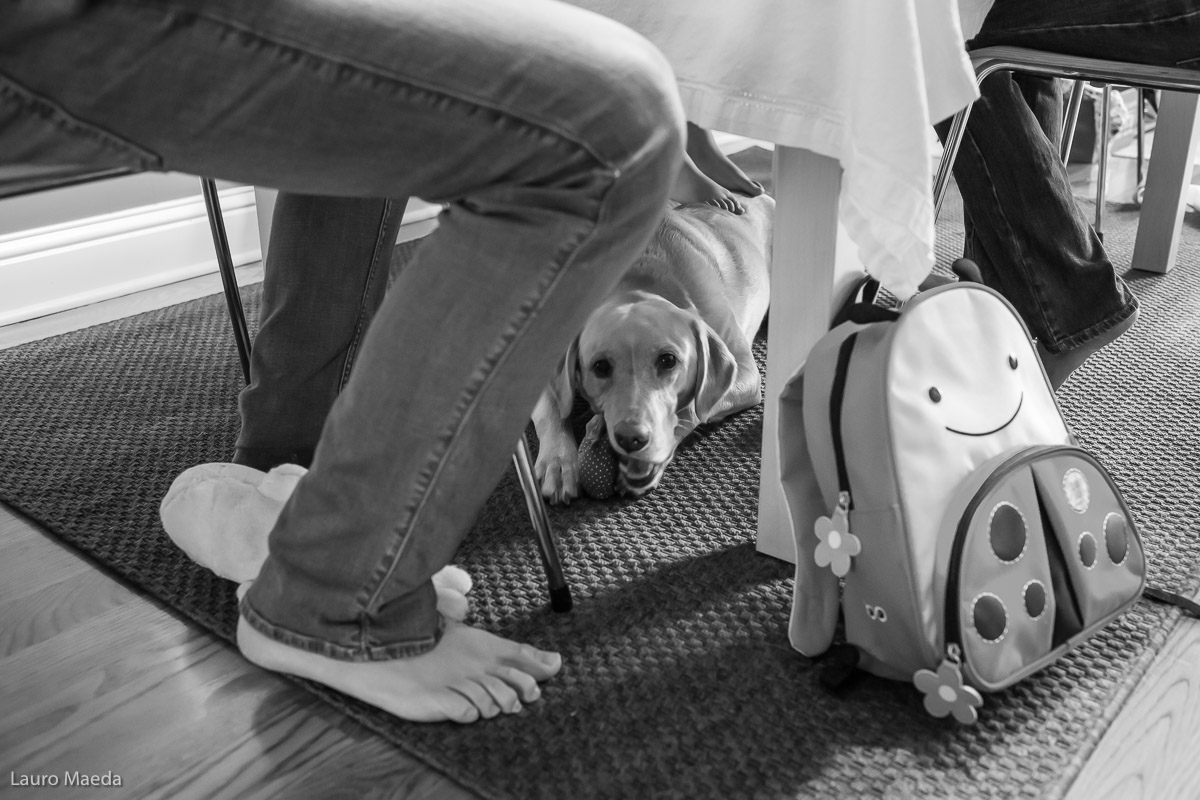 a cachorrinha dolce debaixo da mesa