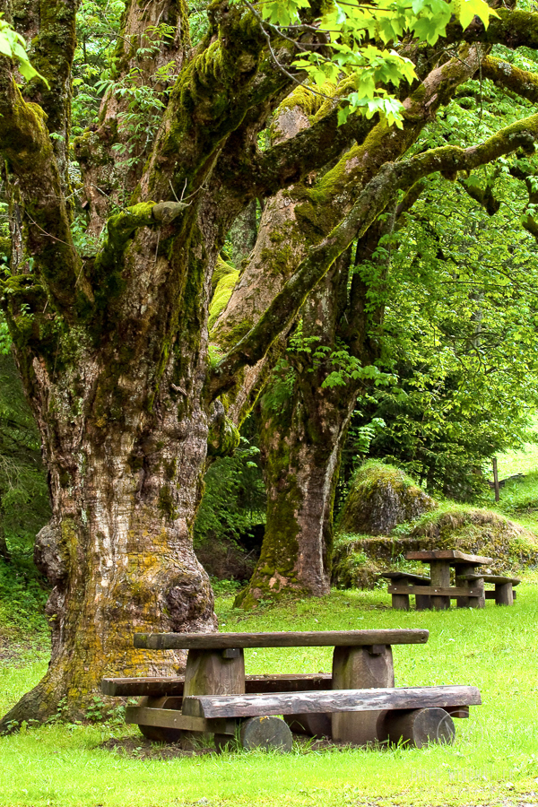 tree in switzerland