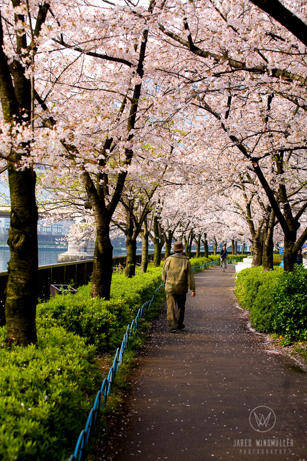 Sakura in osaka