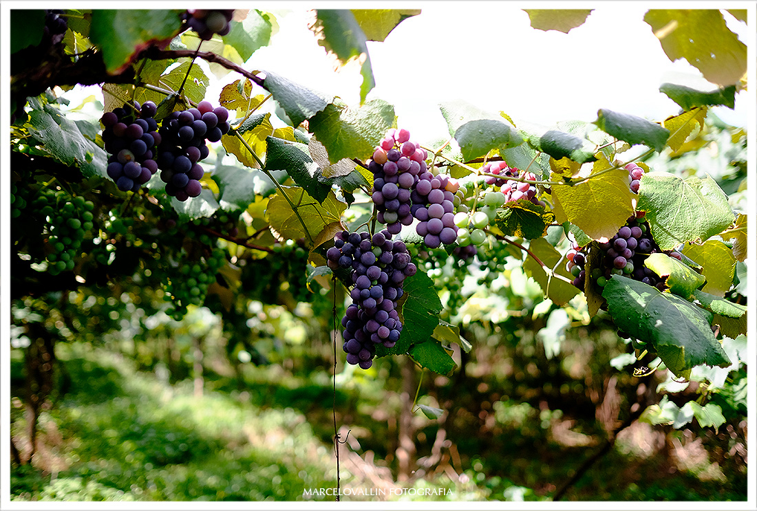 Pre Wedding Ana e Diego - Serra Gaucha
