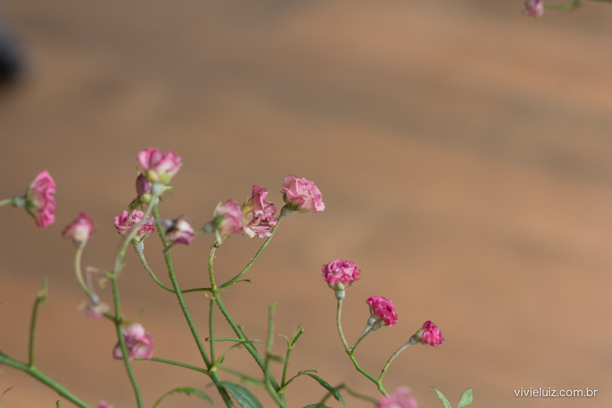 mini rosas