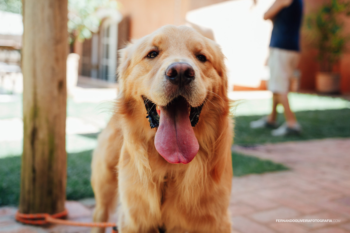 cão casamento