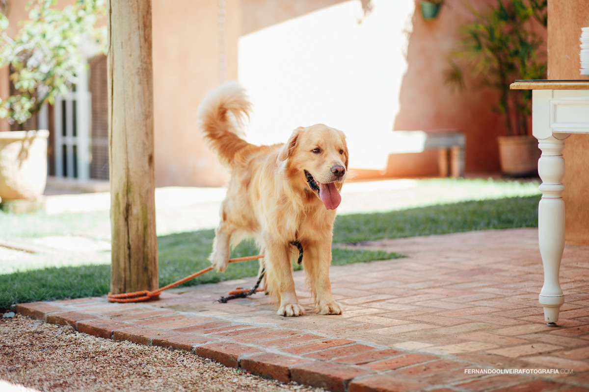 cachorro no casamento