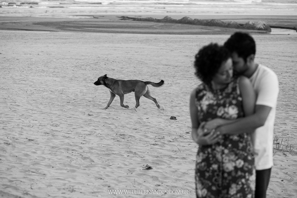 cachorro na praia