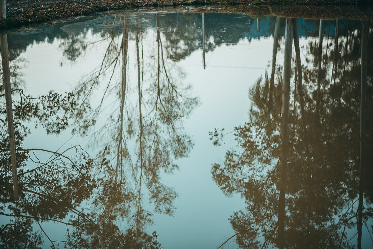 Reflexo de eucaliptos na água no interior do RS