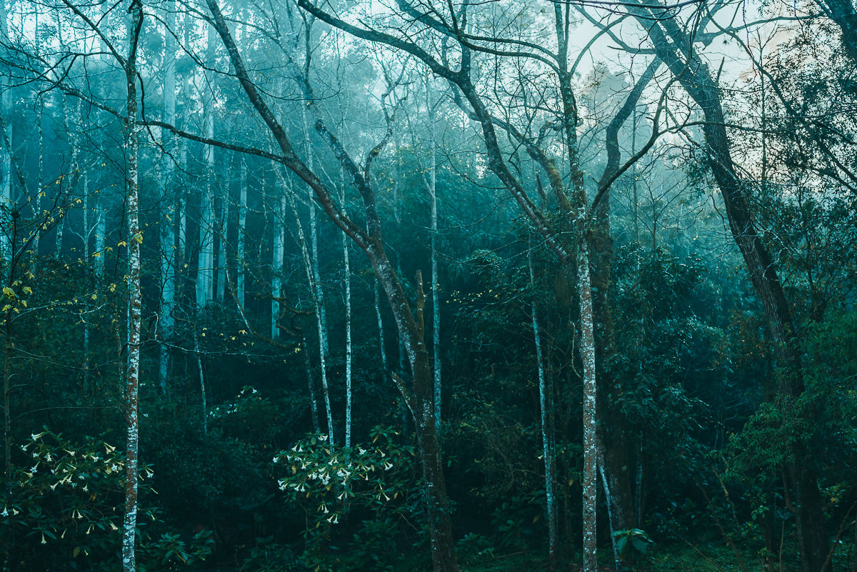 floresta de inverno no interior do RS