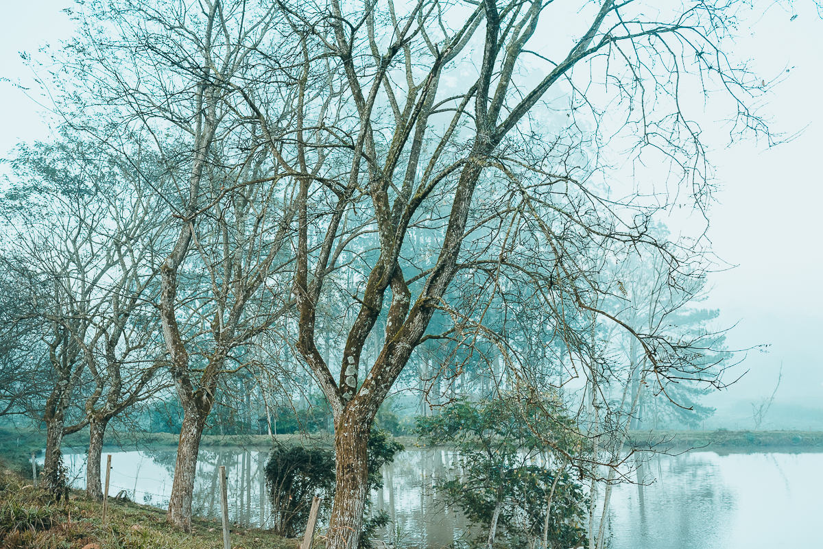 Paisagem composta por árvores secas junto ao açude em manhã fria de inverno com neblina