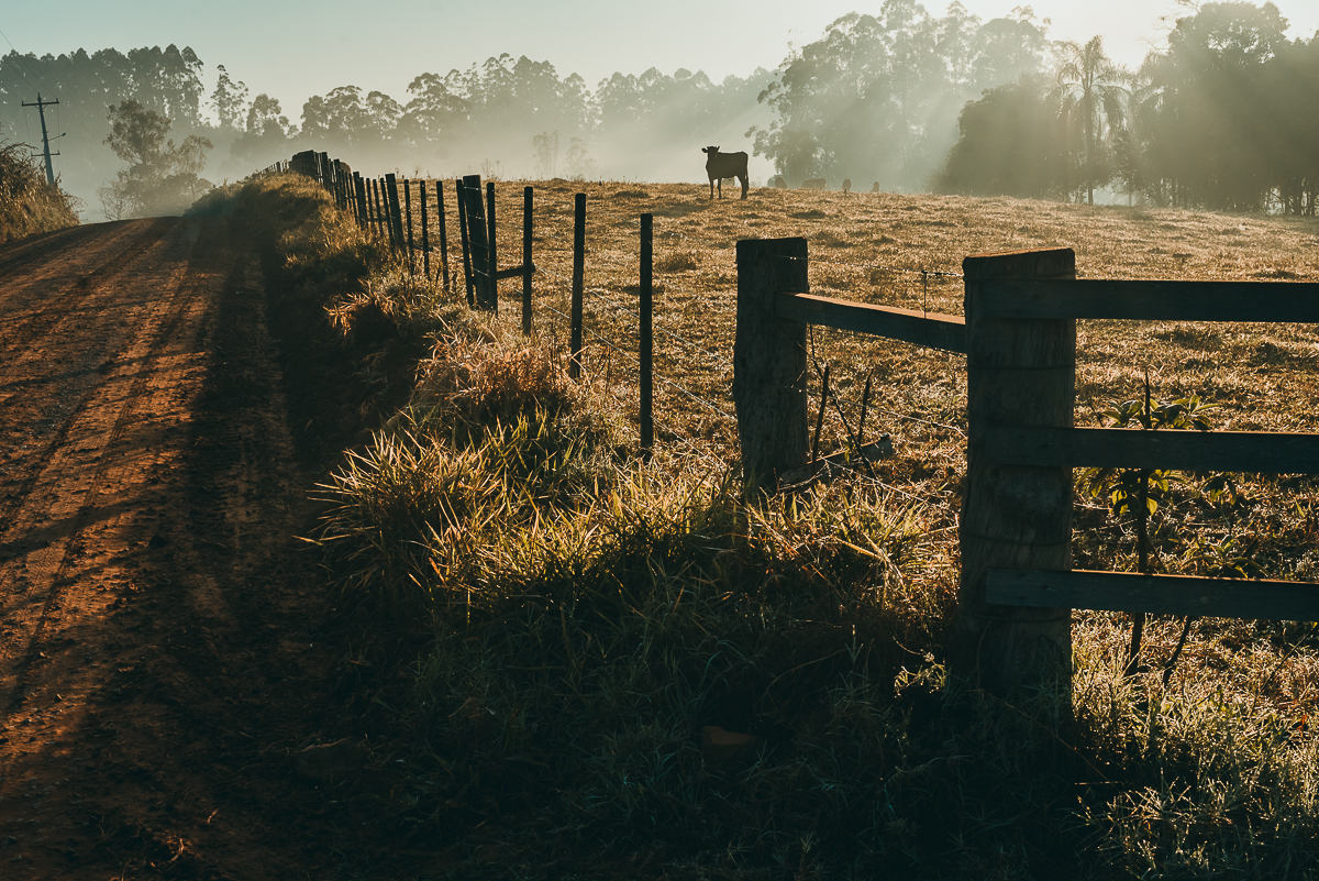 raios de sol invadem o campo e cortam neblina no amanhecer do dia no interior de Estrela