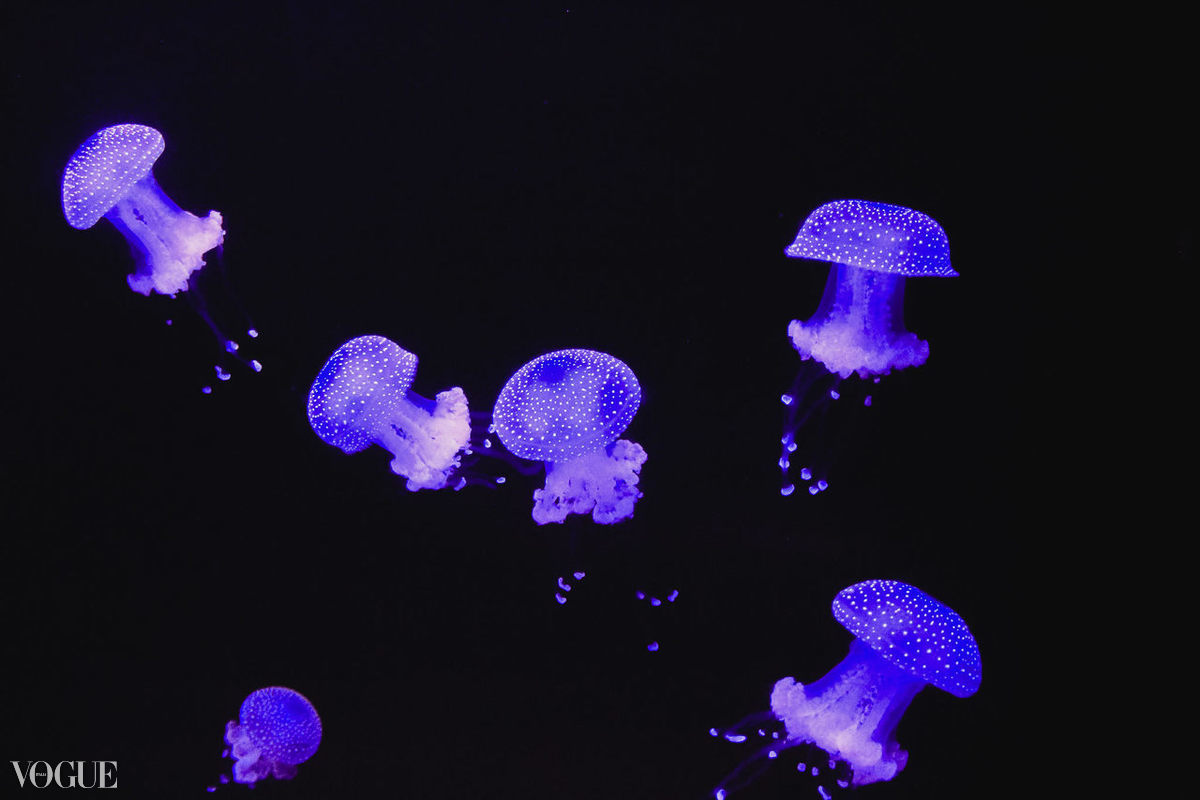 Jellyfish views in the oceanarium of Lisbon It was never erased from my memory