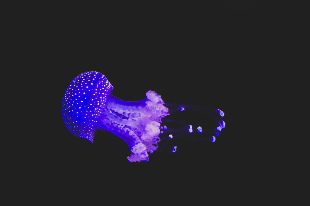 Jellyfish from Lisbon's oceanarium inspired a poetic brazilian photographer self portrait shooting