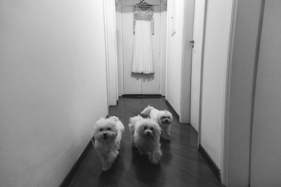 vestido de casamento com os cachorrinhos da noiva fotografado por fotógrafo de SP
