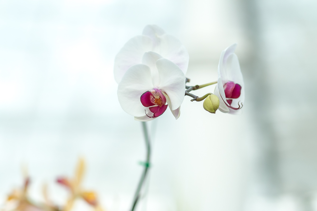 Orquidea