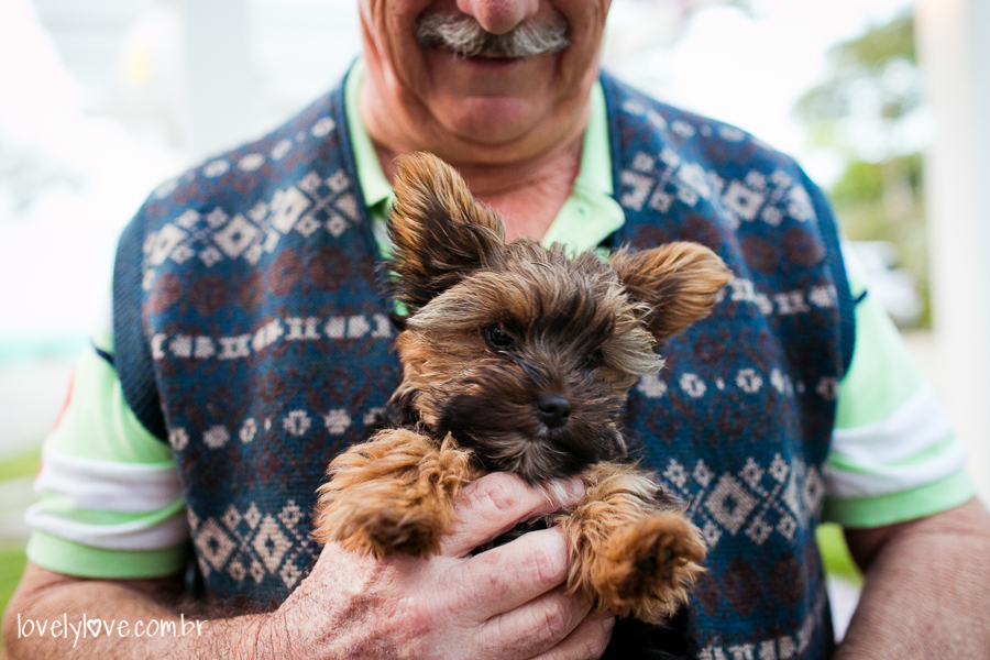 cachorrinho yorkshire