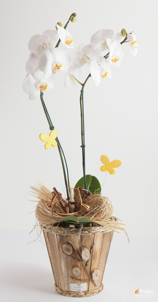 orquidea branca