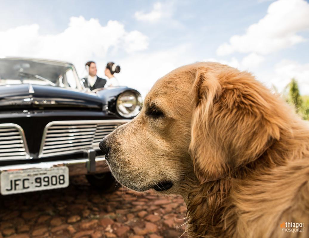 cachorro em casamento