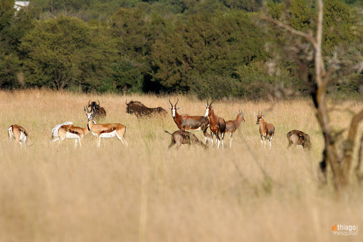 safari in bluemfontein - south africa