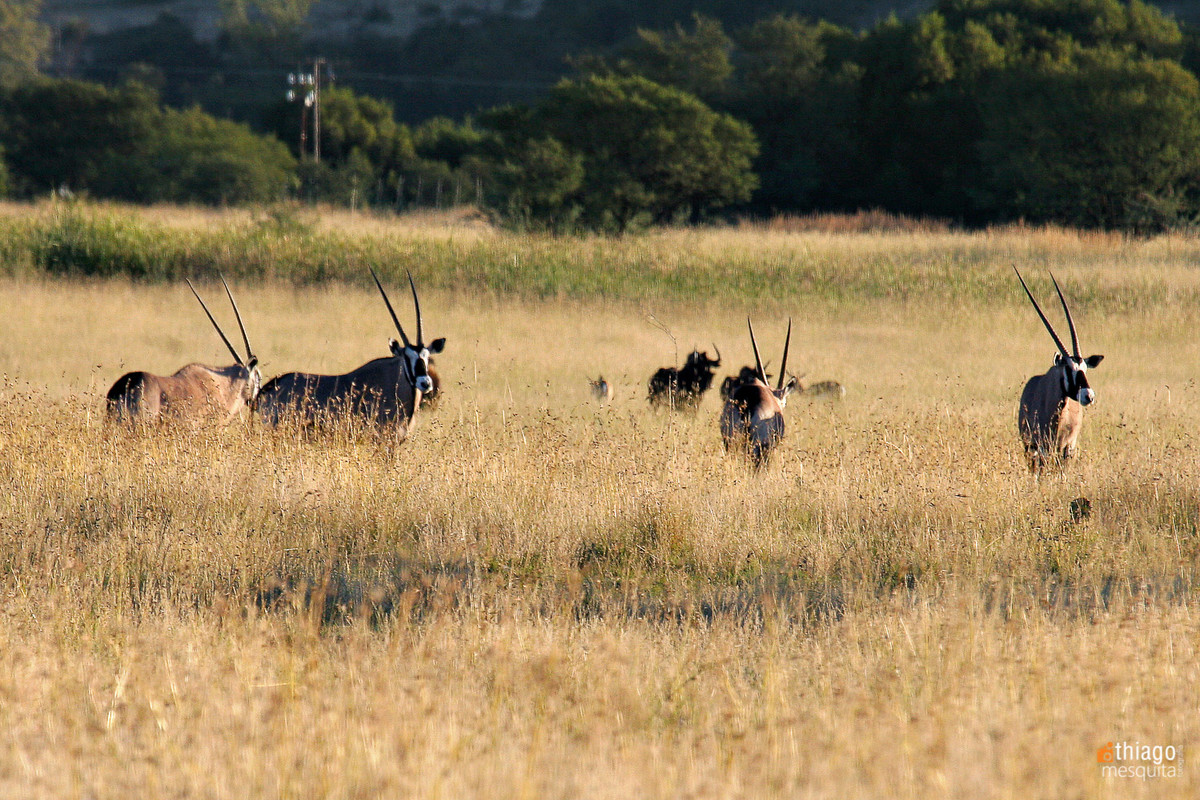safari em bluemfontein - south africa