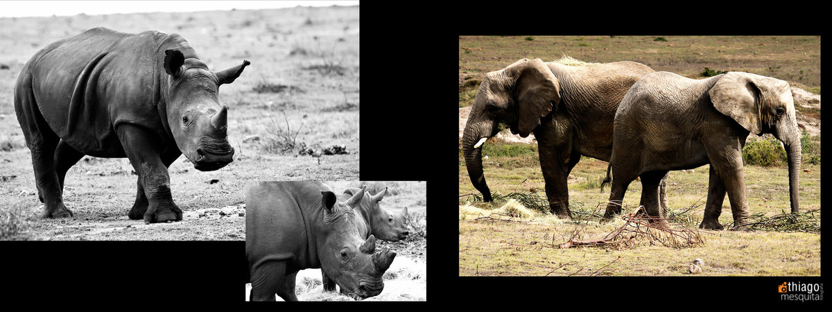 south african photos destination wedding safari