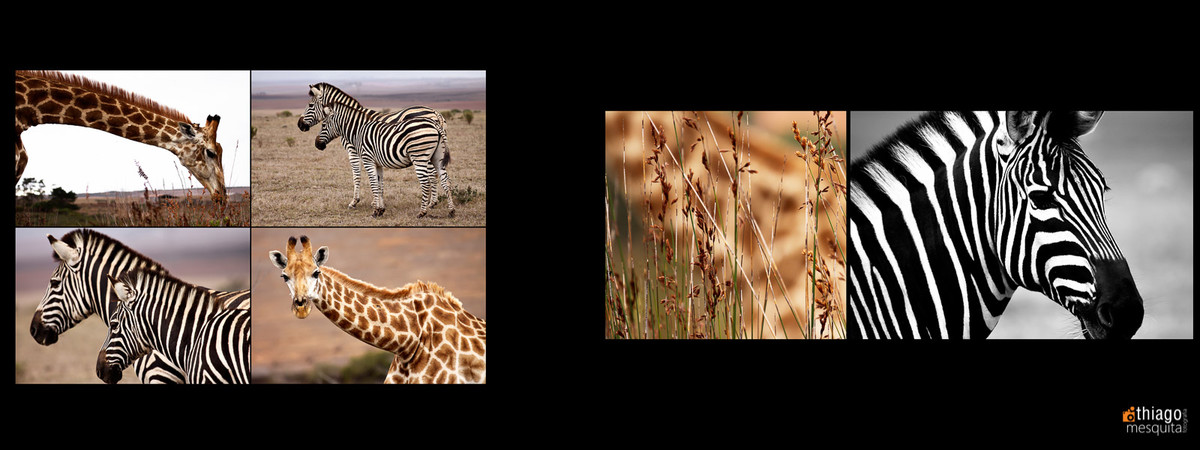 south african photos destination wedding safare