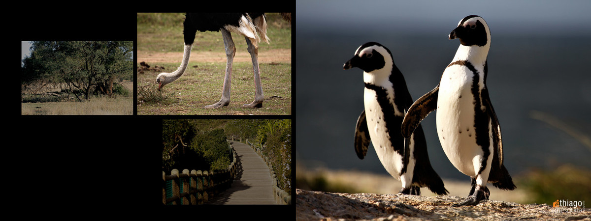 safari south african photos destination wedding