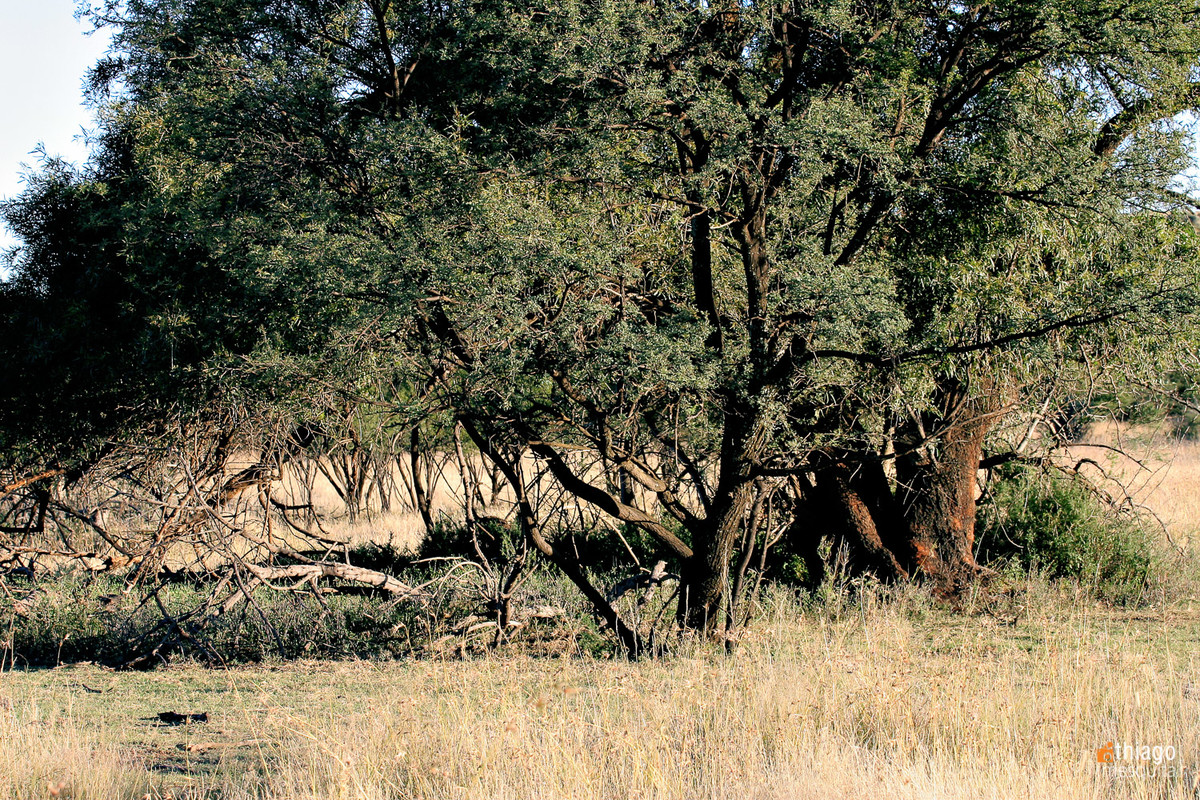 bluemfontein - south africa trees