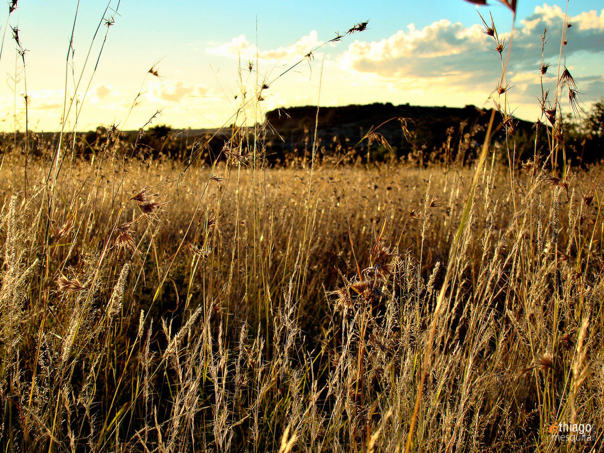 bluemfontein - south africa landscape