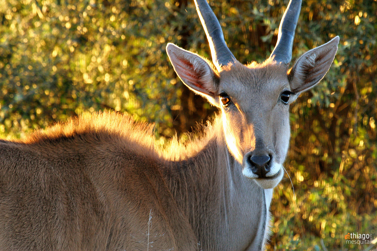 veado africano - bluemfontein - south africa