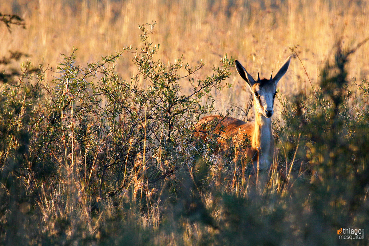 bluemfontein - south africa