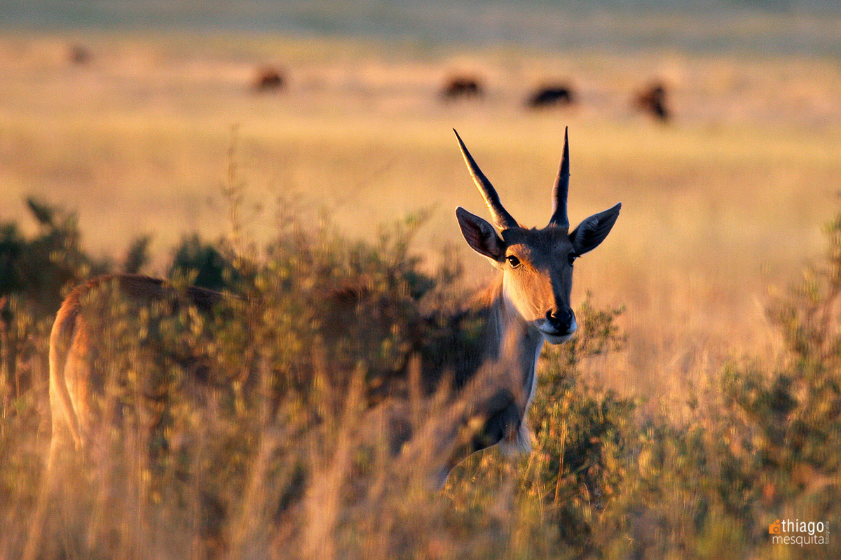 bluemfontein - south africa