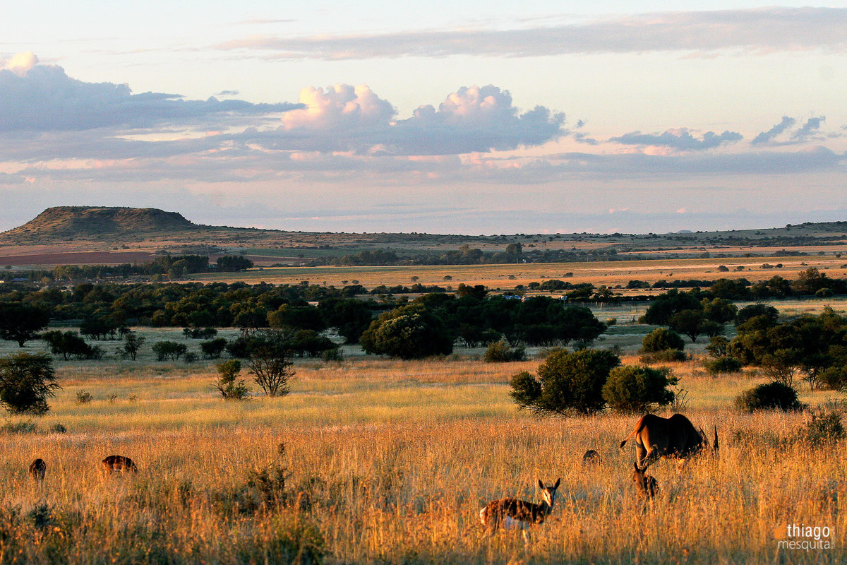 bluemfontein - south africa animals