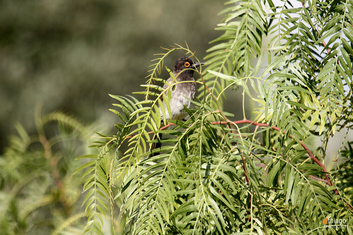 bluemfontein - south africa bird
