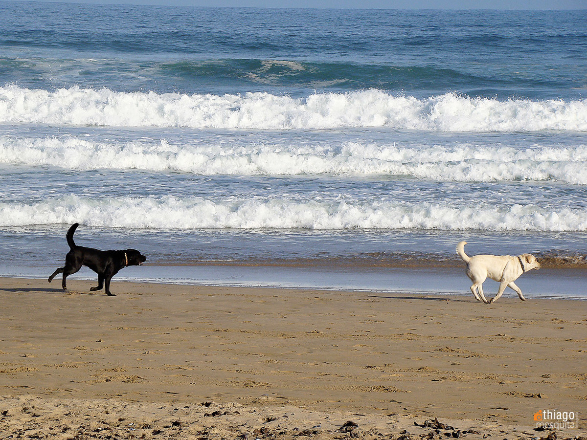 south african beach - black dog and white dog