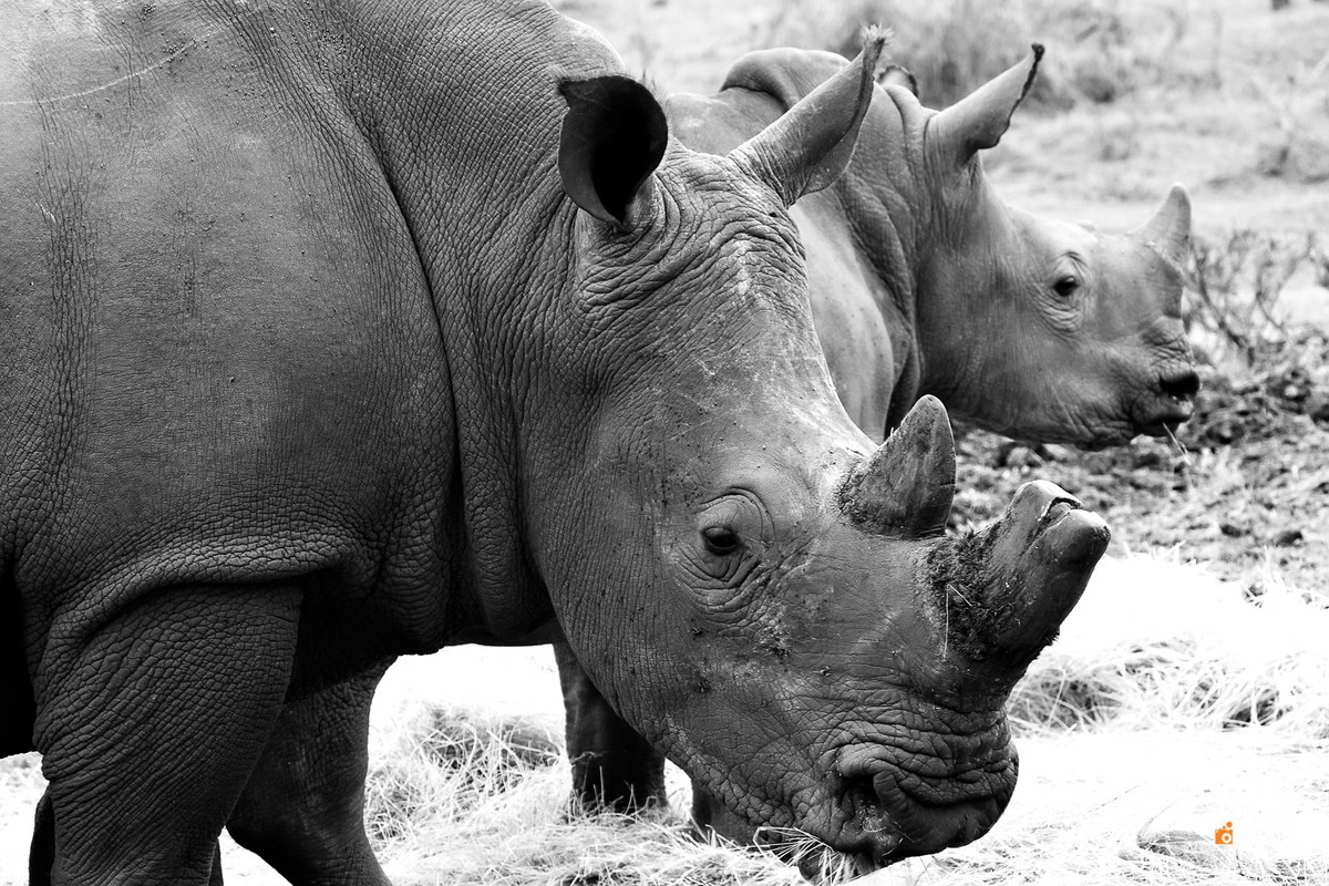 safari na africa do sul - south african safari rinoceronte