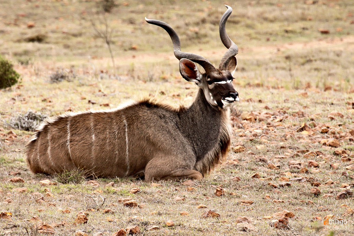 safari na africa do sul - south african safari kudu