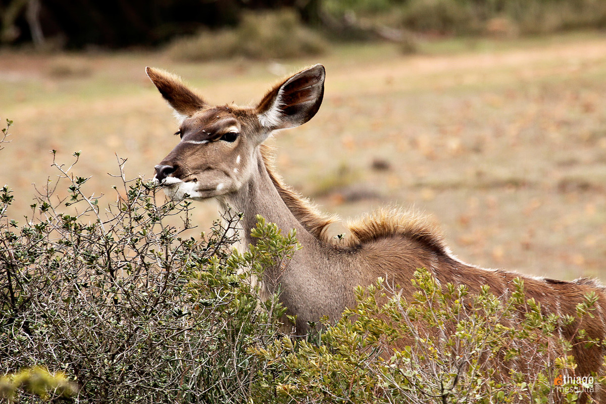safari na africa do sul - south african safari