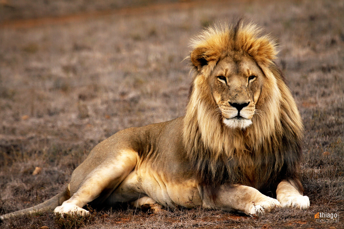 safari na africa do sul - south african safari lion - leão