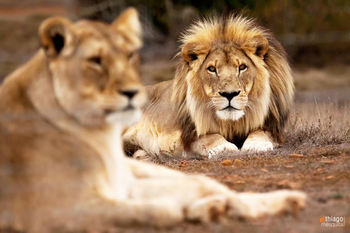 safari na africa do sul - south african safari lions