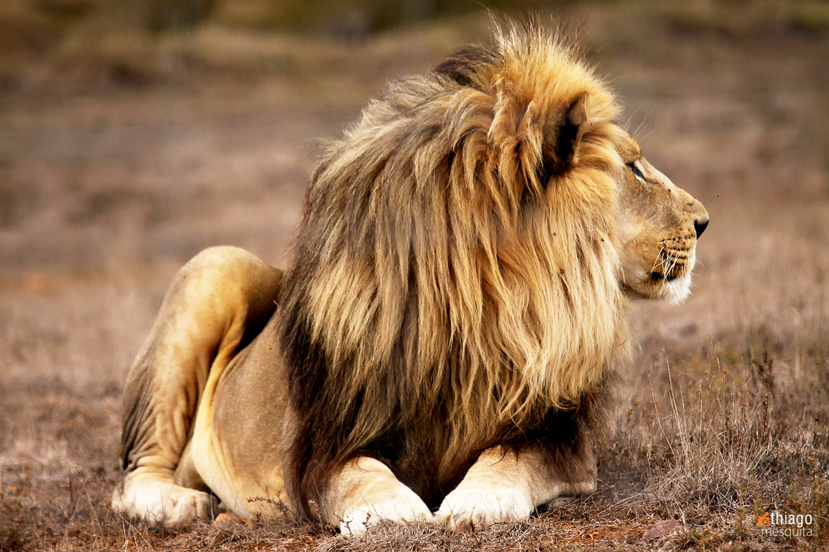 leão em safari na africa do sul - south african safari