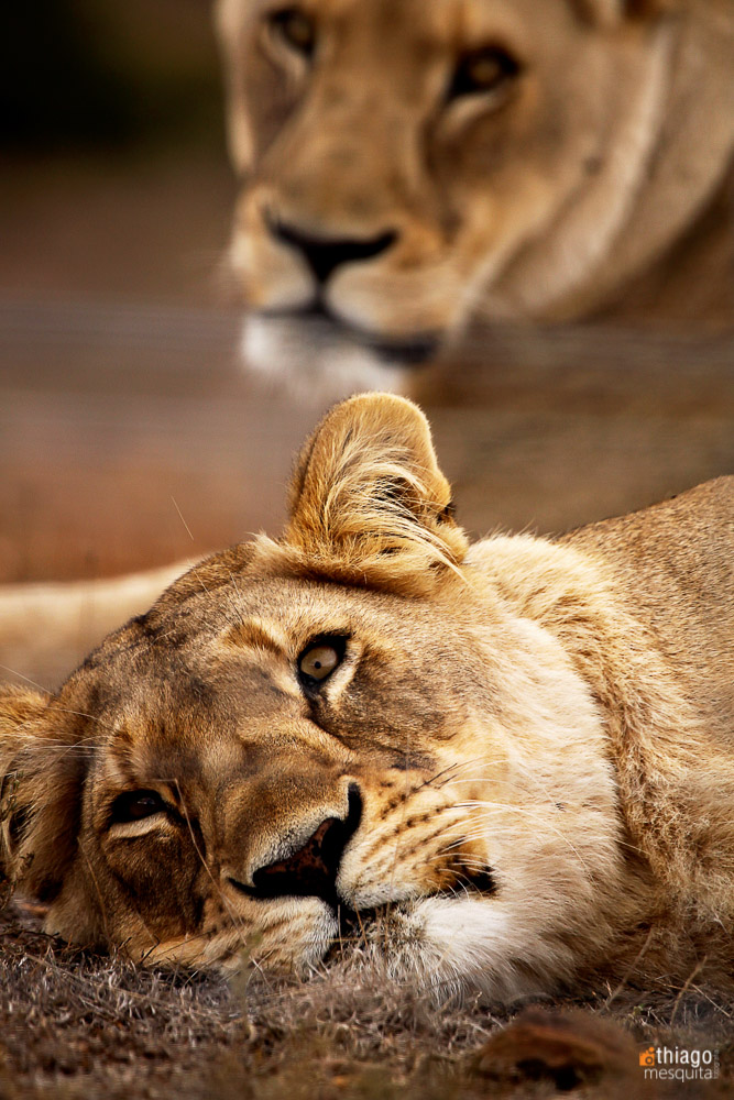 safari na africa do sul - south african safari - lions