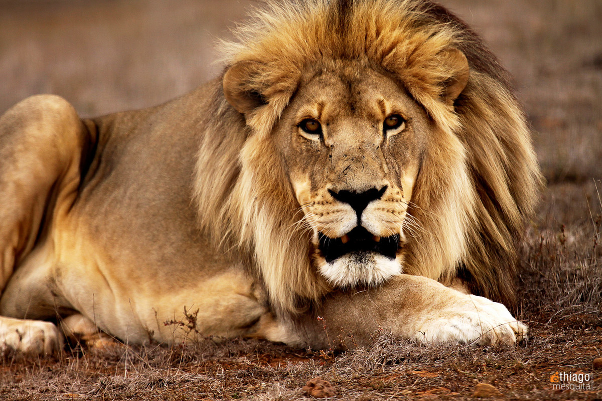 angry lion - safari na africa do sul - south african safari